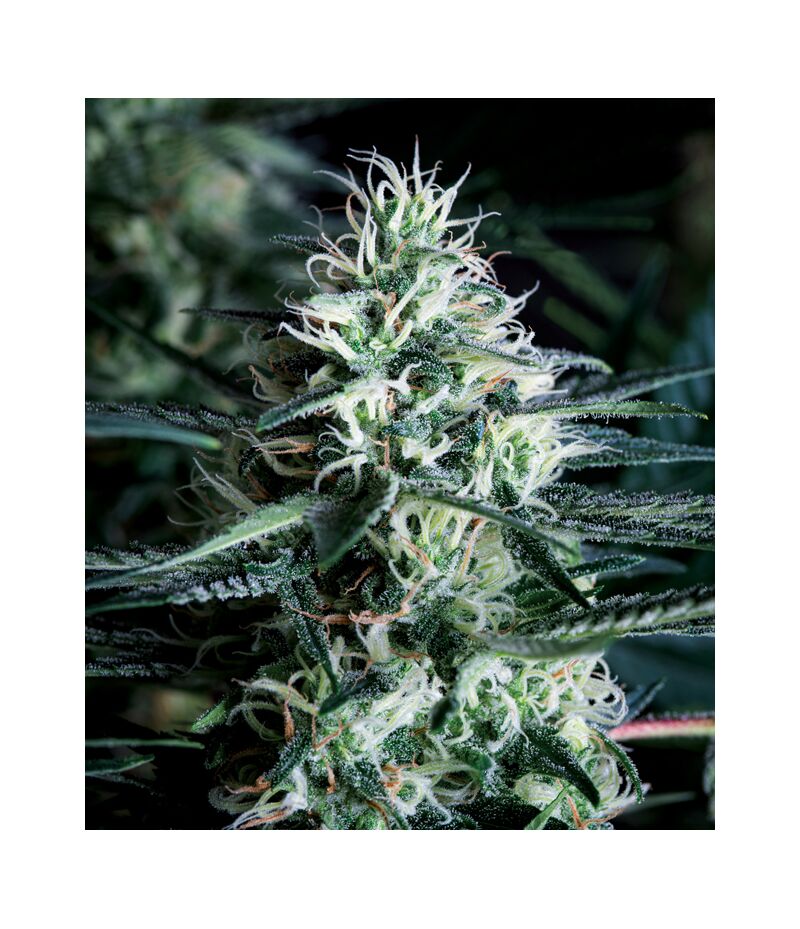 White Widow Fast, Фасовка: 5+1